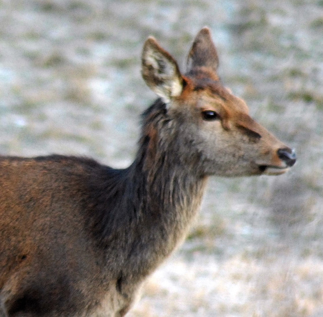 PASSIONE PER IL CERVO